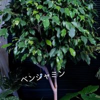 ベンジャミン,フィカス,観葉植物の画像