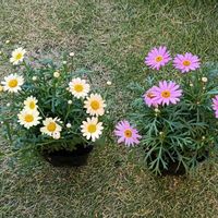 カリブラコア,ボンザマーガレット,八重咲きカリブラコア,花のある暮らし,植物のある暮らしの画像