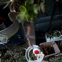 カシミアバイオレット,不死鳥,多肉植物,ベランダ多肉,全国オヤジ連合会の画像