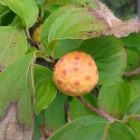 ヤマボウシ,樹木,花後,植え込み,木になる実の画像
