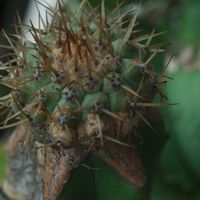 ハオルチア,多肉植物,観葉植物,塊根植物,サボテン科の画像