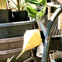 スタペリア,ガガイモ,多肉植物,ベランダの画像