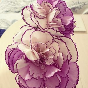カーネーションの画像