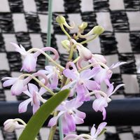 バンダコスティリス ルースネアリー スウィートラブ,セロジネ　コビアナ,Van.Lou Sneary’Sweet Love’,洋ラン,開花中の画像