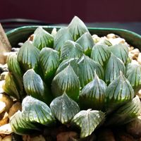 ハオルチア,ハオルチア,クーペリー,多肉植物,ハオルチア属の画像