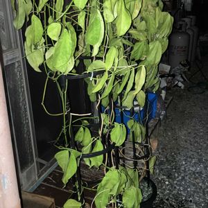 ヒスイカズラ,鉢植え,カット苗,ヒスイカズラ属,ヒスイカズラ鉢植えの画像
