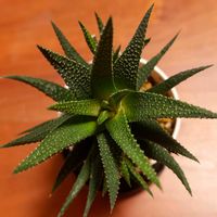 ハオルチア,十二の巻,ハオルチア 十二の巻,ハオルチア 十二の巻,多肉植物の画像