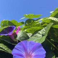 ハートの葉っぱ,ノアサガオ,ノアサガオ,ノアサガオ,青空。の画像