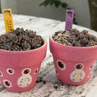 多肉植物,リメ鉢,しぞーか勢,ﾋﾟｰﾀﾝ愛好家♥️,fellowの画像