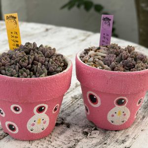 多肉植物,リメ鉢,しぞーか勢,ﾋﾟｰﾀﾝ愛好家♥️,fellowの画像