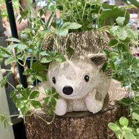 シュガーバイン,パーセノシッサス シュガーバイン,観葉植物,インテリアグリーン,常緑つる性植物の画像