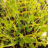 エンドウ,エンドウ豆,多肉植物,果物,山野草の画像