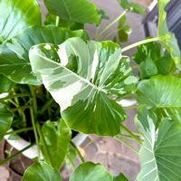 クワズイモ,斑入り,クワズイモ斑入りの画像