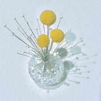 白玉星草,クラスペディア ゴールドスティック,グラス ぺディア,観葉植物,ドライフラワーの画像