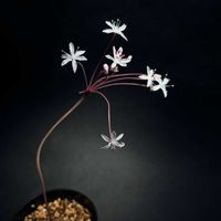 ストルマリア,ストルマリア・ヴィローサ,球根植物,ケープバルブ,開花中の画像