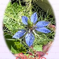 ニゲラ,癒される,可愛らしい,花のある暮らしの画像