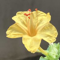 オシロイバナ,今日のお花,月曜はビタミンカラー,ベランダの画像