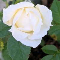 アリッサム,ヤブラン,ヒポエステス,バラ しずく,ペロニカの画像