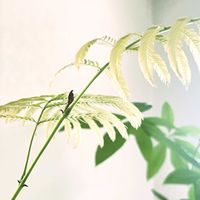 エバーフレッシュ,観葉植物,自宅の画像