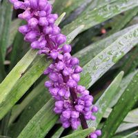 ヤブラン,ヤブラン,感謝,雨上がり,ありがとう♡の画像