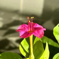 オシロイバナ,白粉花,ワサワサ,過去pic,今日のお花の画像