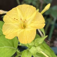 オシロイバナ,オシロイバナ,花のある暮らし,黄色の花,小さな幸せ♡の画像
