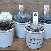 多肉植物,多肉大好き,多肉中毒,多肉多肉多肉,植物のある暮らしの画像