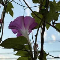 アサガオ,朝顔,アサガオ♡,うなじショット, アサガオの画像
