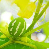 オキナワスズメウリ,かわいいな♡,植物のある暮らし,植中毒,おうち園芸の画像