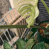 モンステラ,観葉植物,ガーデニング,ボタニカルライフ,お庭の植物の画像