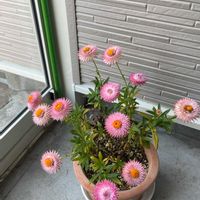 デージーの画像