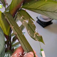 クテナンテ セトサ,観葉植物の画像