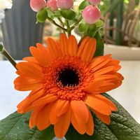 ガーベラ,ヒペリカム,花のある暮らし,インテリアグリーン,秋色の画像