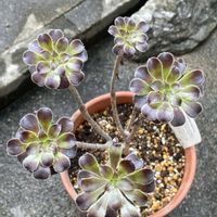 黒法師,鉢植え,植え替え,北陸頑張って♡♡♡,能登の方々頑張って♡の画像
