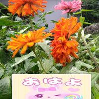 百日草,プランター栽培,オレンジ色の花,百日草の栽培,月曜日はビタミンカラーの画像