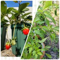 ししとう,イチゴ  あきひめ,プランター菜園,ミッチの会の画像