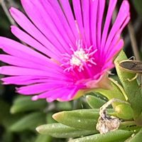 マツバギク,ピンクの花,素敵な出会いに感謝,今日も元気で,今日も笑顔で♡の画像