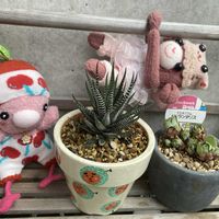 植え替え,ベランダー,多肉女子,GS植物うちなーぐち会,十二の日の画像