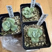 ローゼル,ロマネスコ,マム,ラブリーローズ,カリフローレの画像
