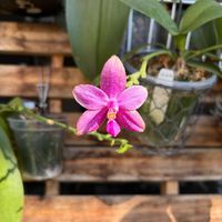 コチョウラン,胡蝶蘭,phal.Luedde-Violacea,洋蘭,ラン科の画像