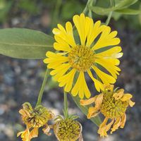 ヒョウタン,フジバカマ,ダンゴギク。,黄色い花,白い花の画像