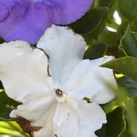 ニオイバンマツリ,ニオイバンマツリ,ニオイバンマツリ,ニオイバンマツリ,ニオイバンマツリの画像