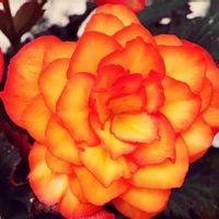 観葉植物,はなはな,花のある暮らし,花の写真,花のある生活の画像