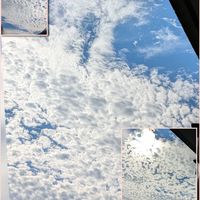 シュウメイギク,コエビソウ,メラレウカ,部屋より…,AM9：03の画像