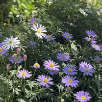 ブラキカム,ブラキカム 星空マム,今日の１枚,花のあるくらし,ふふの家の画像