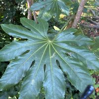 ヤツデの画像