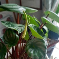 観葉植物の画像