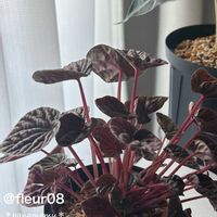 ペペロミア,ペペロミア レッドルナ,ペペロミア カペラータ,観葉植物,植物のある暮らしの画像