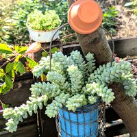 ビアホップ ,多肉植物,小庭,寒冷地,耐寒性ゾーン6bの画像
