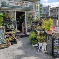 多肉植物,ウラボシ科,ビカクシダ属,食中植物,塊根の画像